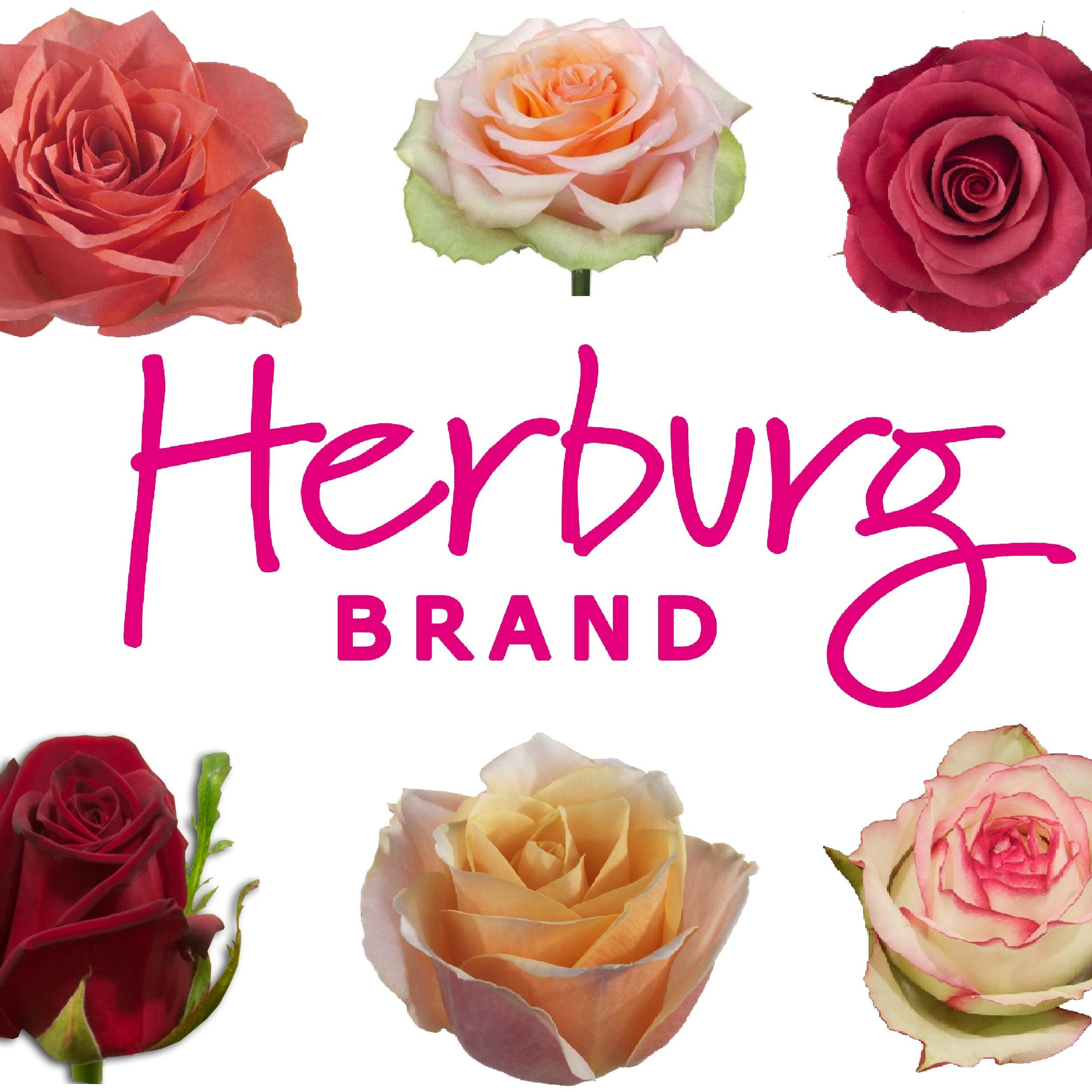 Herburg Roses