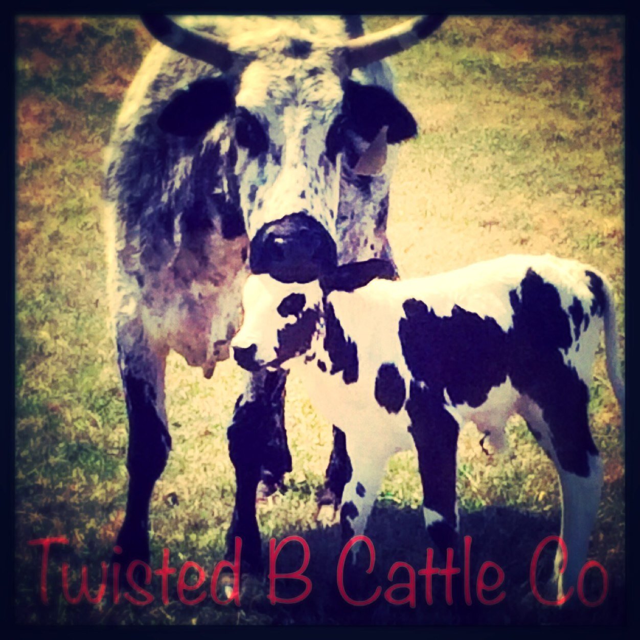 twistedbuckers's profile picture. 