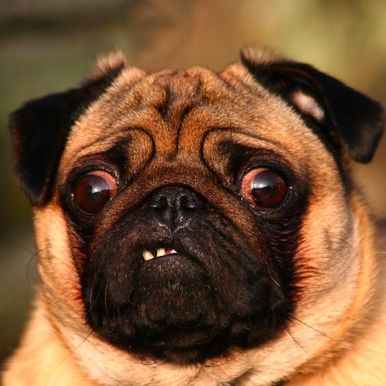Trending Stories on the Web. Mostly cute animals. I do what I want!