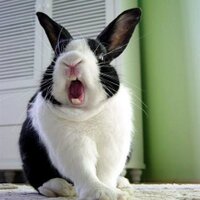 Elijah N (@elijahn) 's Twitter Profile