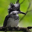 ロールパンナはメロンパンナのお姉さん  なんだかんだ鳥が好き　大食いも好き