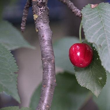 dariatrut's profile picture. Не побеждает тот, кто не пытается