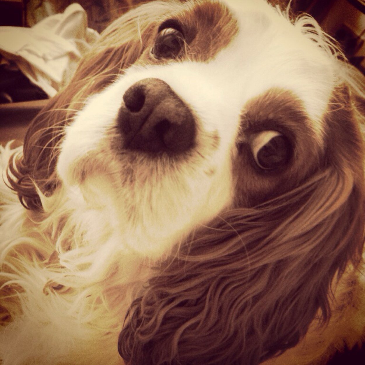 chester_pup's profile picture. Good day to you, the names Chester! I'm a Cavalier King Charles Spaniel, bow down to me peasants!