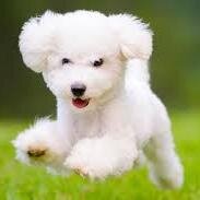 น้องหมาของบังทัน 11
(@Fah_Khayan)
