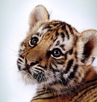 Fotos de animales, curiosidades, trivial animalero (con premios) y MUCHO más aquí, en @ReinoAnimales