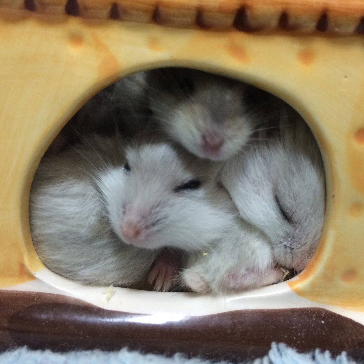あいらぶハムちゃんです♡
今はジャンガリアンハムスターの玉ノ条を１匹飼ってます(＊*ω*＊)♡
ハムちゃん好きの方、ぜひフォローお願いします('∀`)