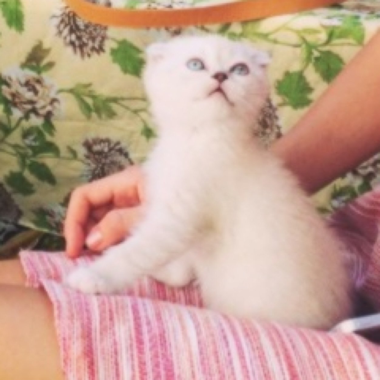i'm little kitten who loves her mom superstar mommy @taylorswift13