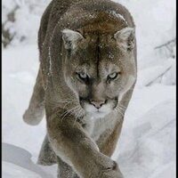 enigma (@devine40md) 's Twitter Profile