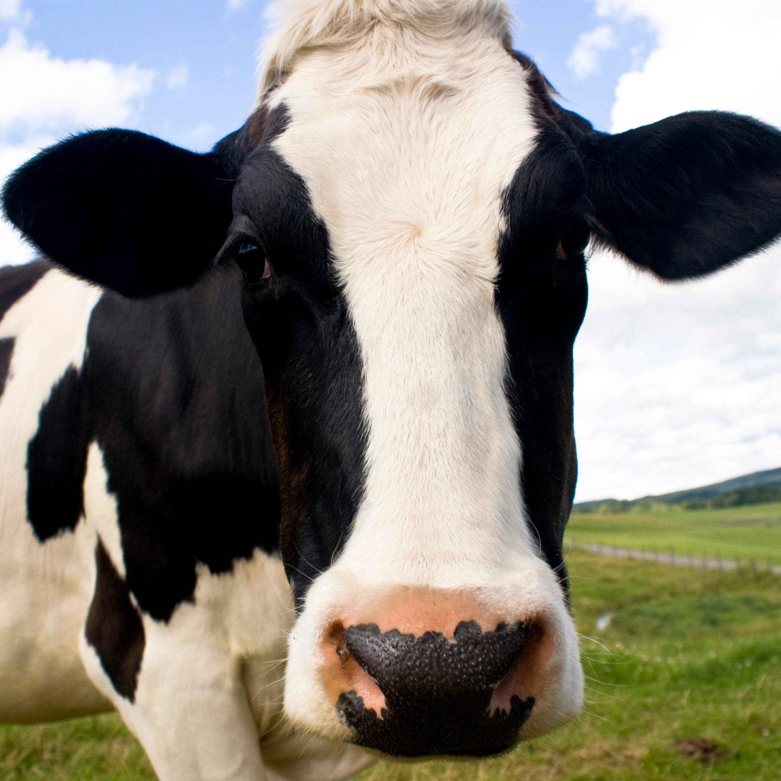 Against Vegans, Most Feminists and Pro-GG