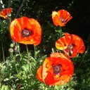 Susanne Lund Skov - @SusanneLundSkov - Twitter