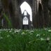Abaty Tyndyrn / Tintern Abbey (@_tintern_abbey_) Twitter profile photo