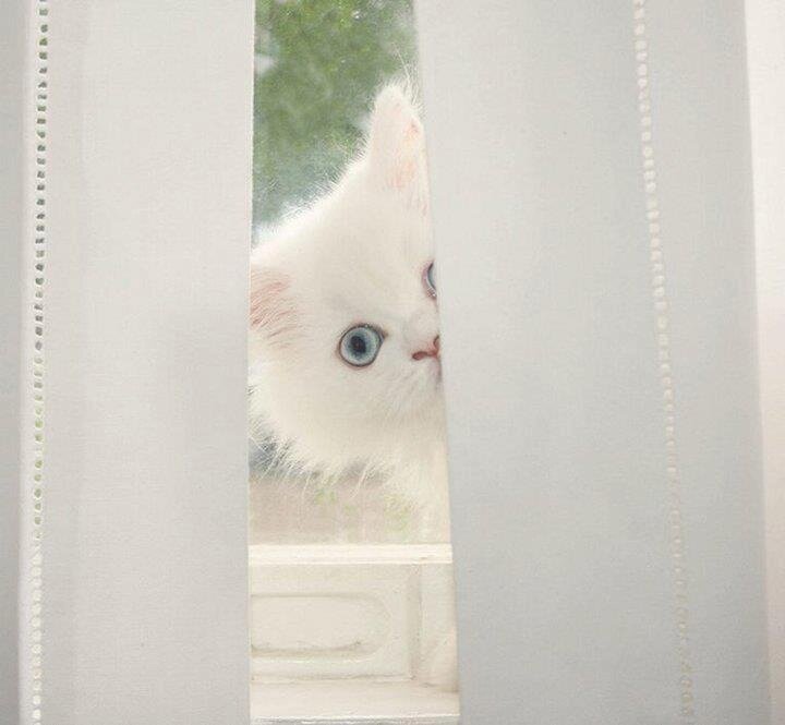 Amante de los animales