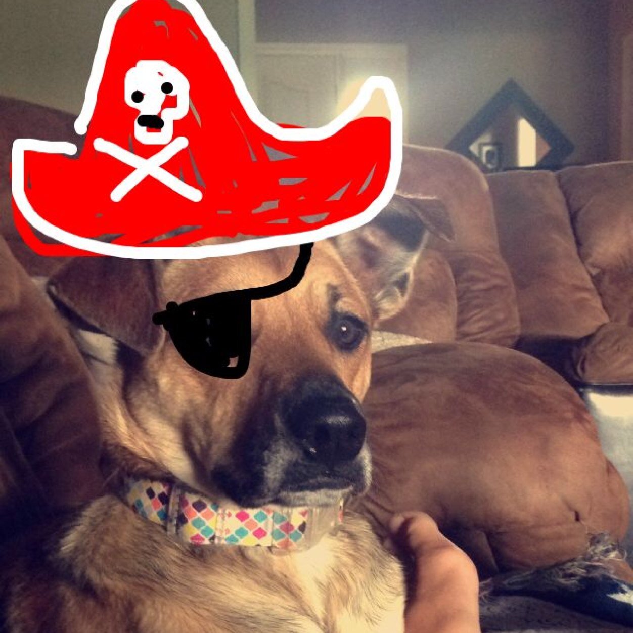 Lilo_ondaLOWLOW's profile picture. If you aint talkin kibble i dont wanna talk