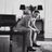 Rael_Lasarow's profile image
