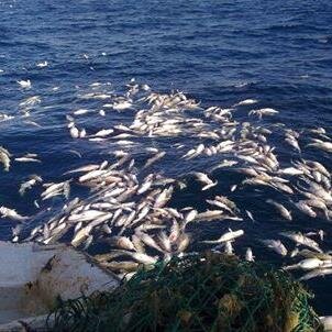 Ex fisherman. Independent consultant, when, and where needed. Making things WORK by daring to B, and do different!