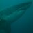 alanproutdive's profile image