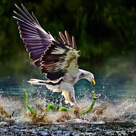 rayan71010's profile picture. تقول كوكب الشرق عن مصر














انا ان قدر الأله مماتى لا ترى الشرق يرفعون الرأس بعدى