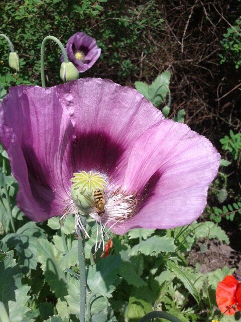 grow_global's profile picture. If our global economy demands constant growth, then that is what we must do! Tweeting examples of essential growth #getplanting