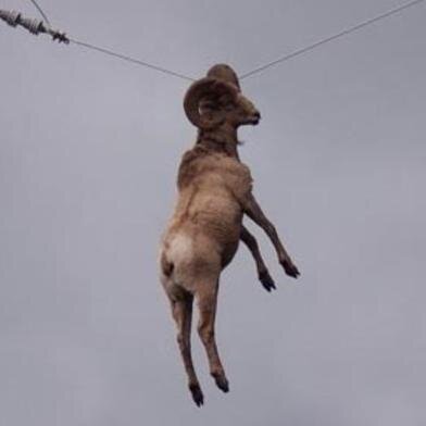 actualgoatfacts's profile picture. real goat facts approved by university graduates