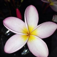 Promise Vendor (@pvendor) 's Twitter Profile