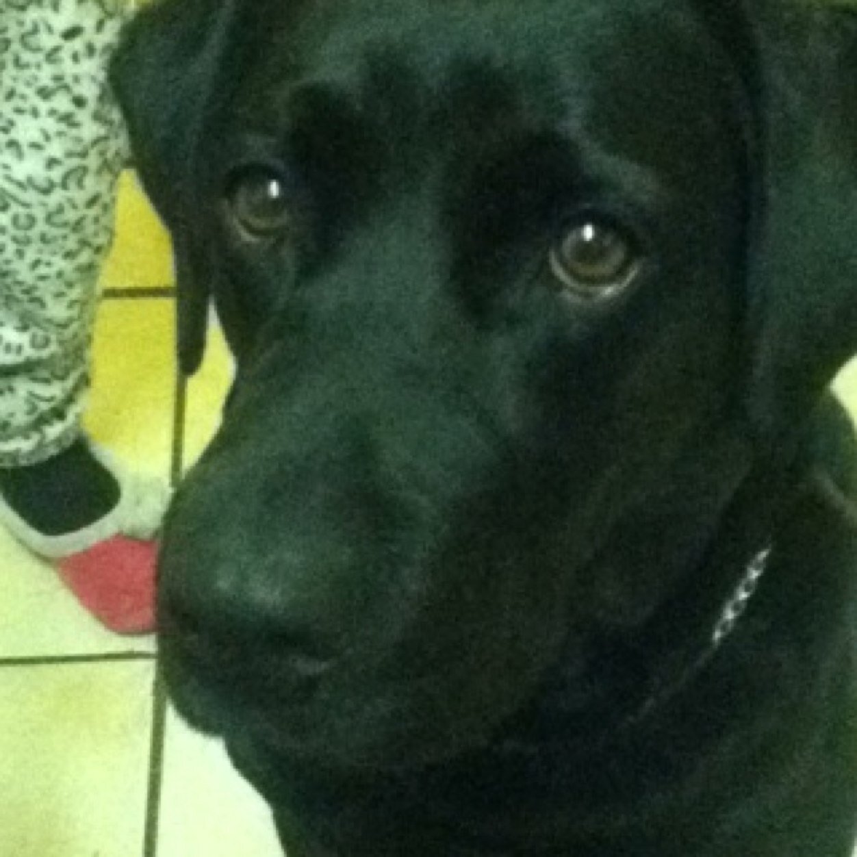 Glens_Bitch's profile picture. 