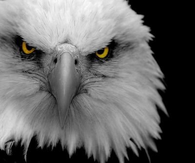 22 yr Vet of the USAF & Army Guard. Retired Field Artillery officer. Conservative. Husband. Father. Jeeper. I'm not yet a finished product.