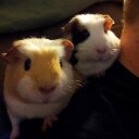 Melissa Olson - @rayvensmoon - Twitter