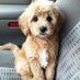 Cute Emergency Gifs (@emergencygifs) Twitter profile photo