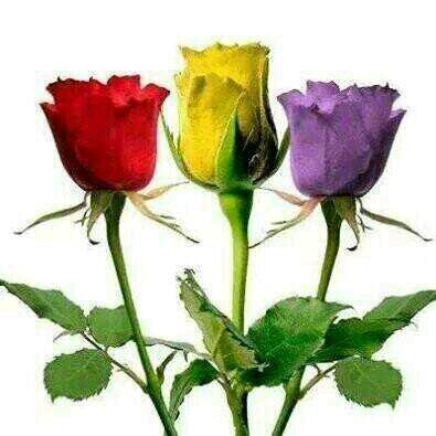 javipriego's profile picture. 