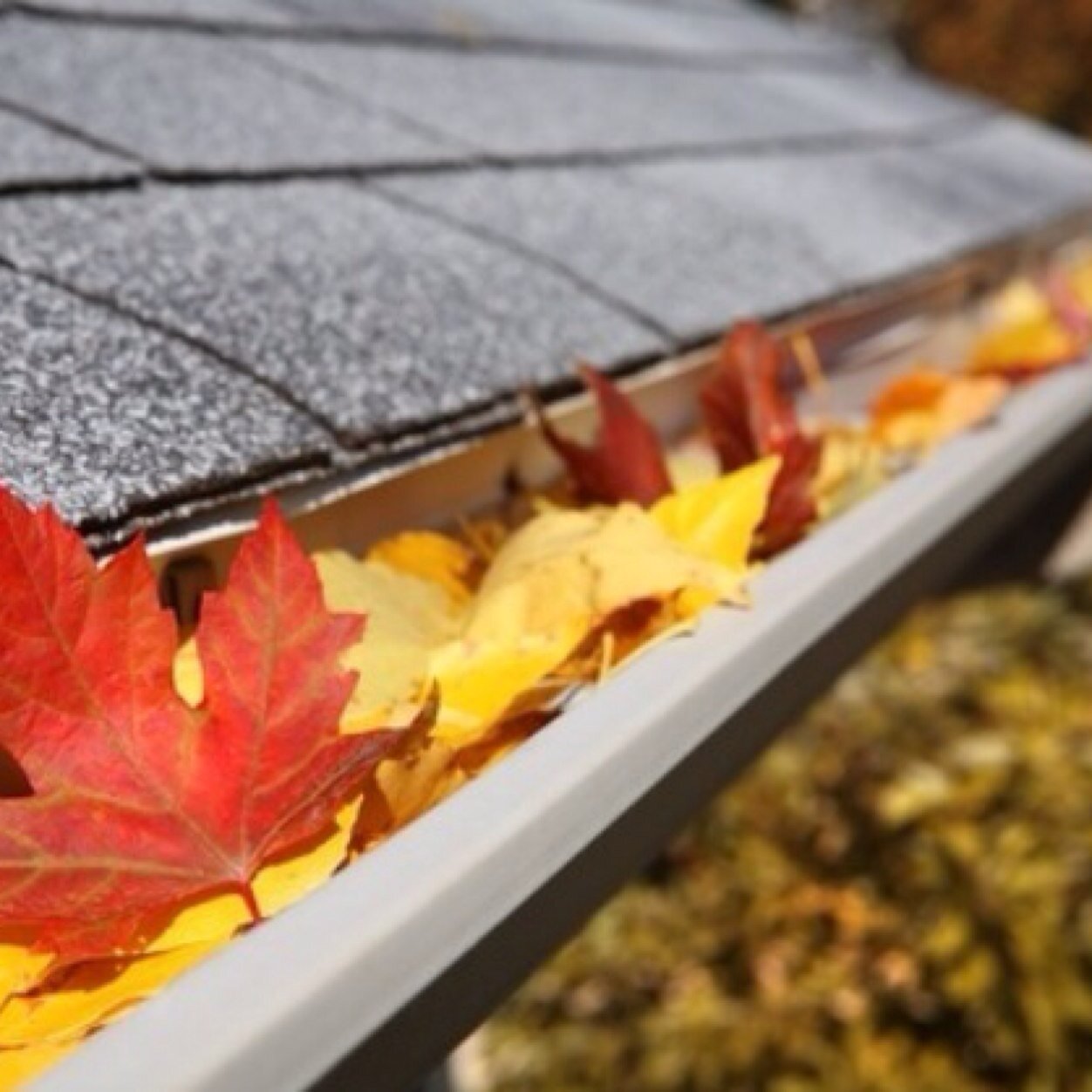 Gutter cleaning, window cleaning & roof cleaning. We also install and repair gutters. High pressure water jetting for driveways and patios.