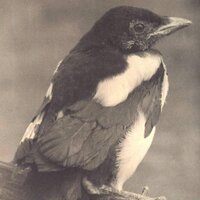 Bradford Nature (@bradfordnature) 's Twitter Profile