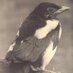 Bradford Nature (@bradfordnature) Twitter profile photo