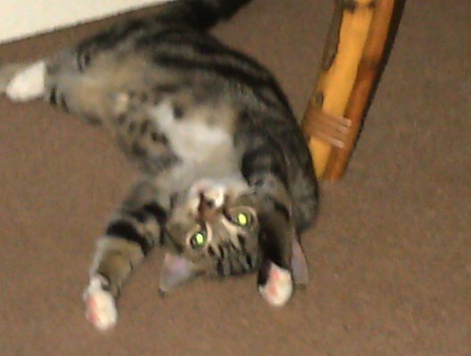 LloydwrightKing's profile picture. Xbox gamer and modder GT WR1GHTY T1GHTY . Life goes on. Follow for a follow.