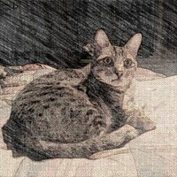 Donna Moynihan (@bortnc) 's Twitter Profile