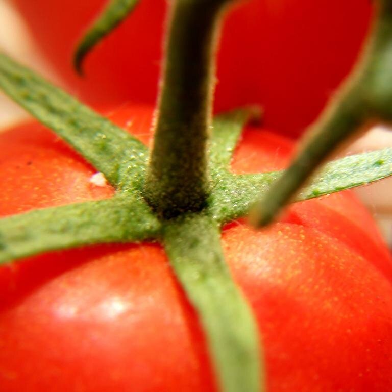 Striving to get people fed, promote food security, and nurture human dignity.