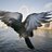keith_pidgeon's profile image