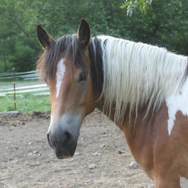 Rivers Edge Horse Rescue is a 501(c)3 Non-Profit Corporation dedicated to rescuing abused, abandoned, unwanted, and slaughter-bound horses.