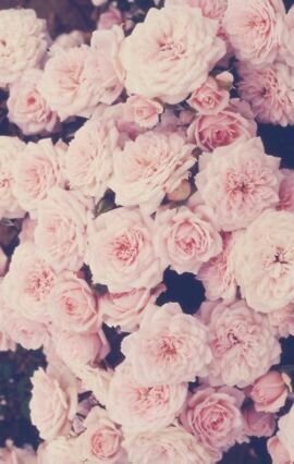 HannahMaa's profile picture. 