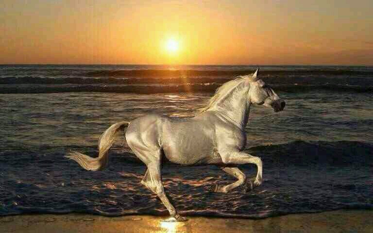 ‏..سبحان الله وبحمده سبحان الله العظيم ..