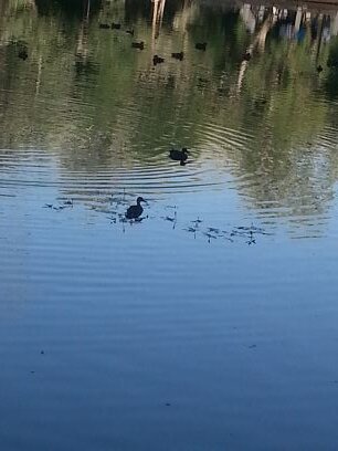 sibbou's profile picture. né 13 juillet
 centre interet:innovation