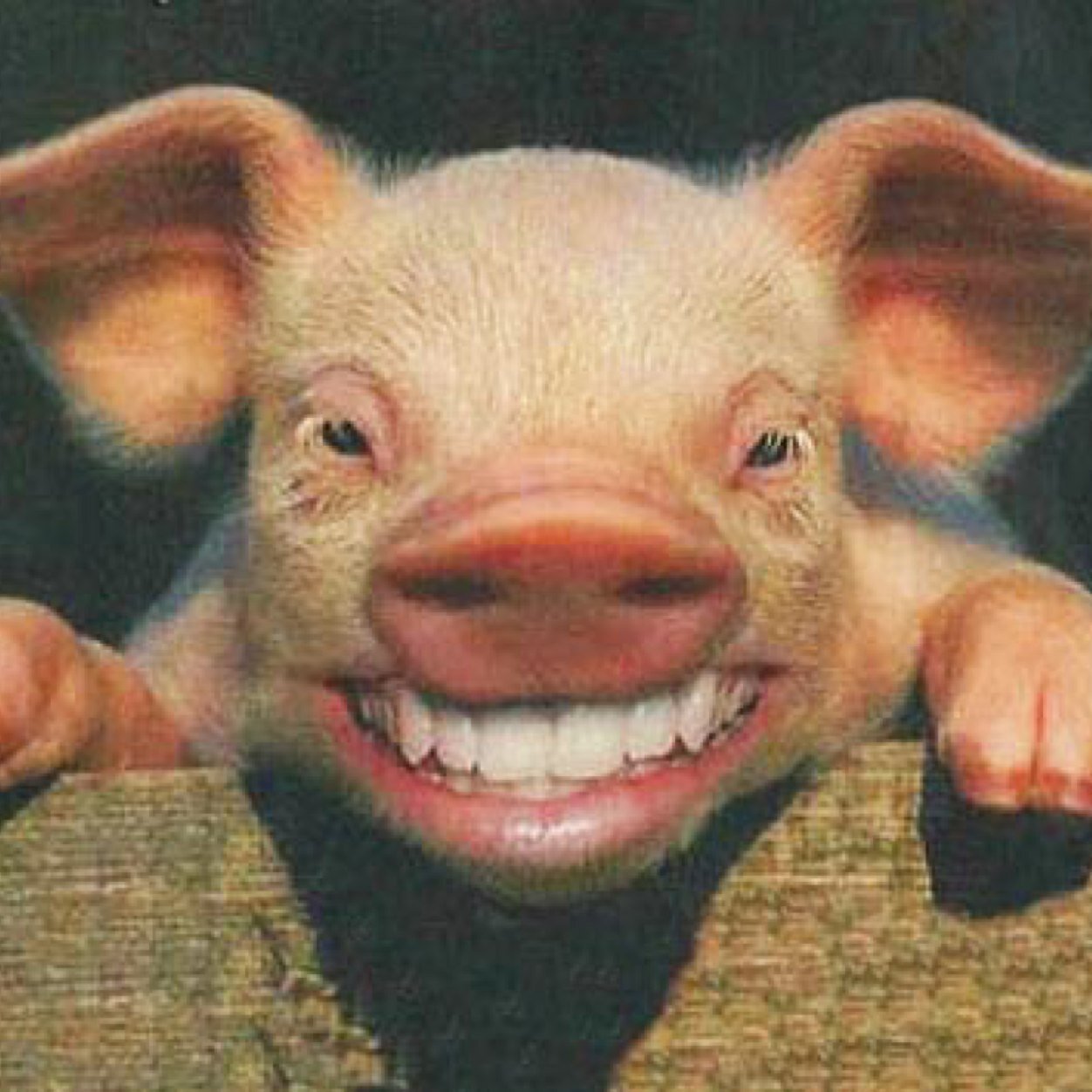 UnPuerco1's profile picture. Muy cerca de ti......