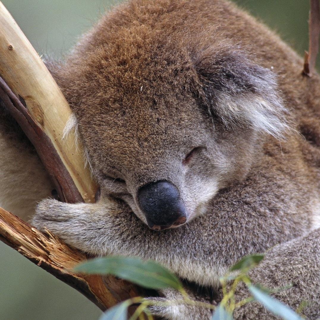 Koala Facts (@Koala_Factss) | Twitter