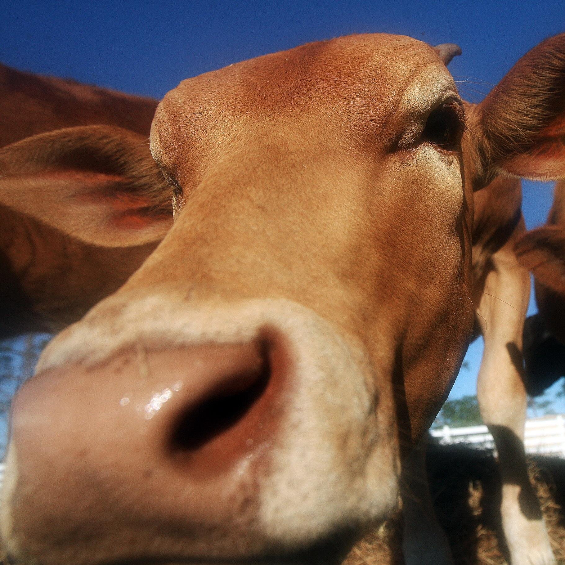 RosyTomorrows's profile picture. Farm-to-Table dining right on our farm! We are a Southwest Florida organic farm and restaurant raising pastured heritage breeds organically and holistically.