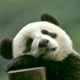 shortymello's profile picture. 