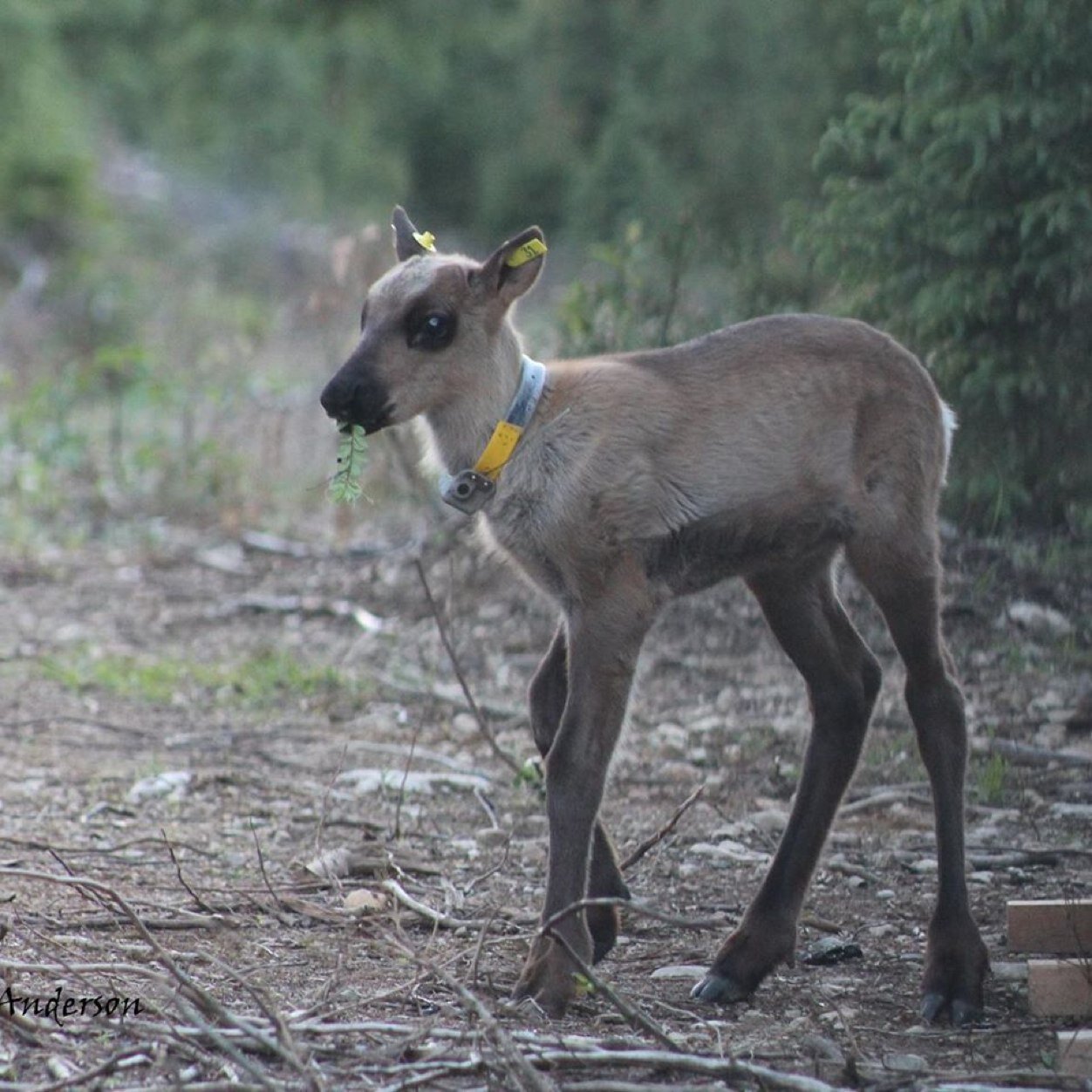 Revelstoke Caribou Rearing in the Wild (RCRW) is a community partnership committed to recovering caribou by increasing calf survival through maternity penning.