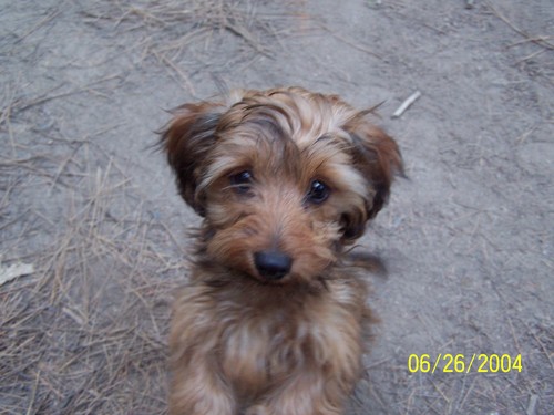 Are you in control of your dog? Or they in control of you? If they are keep an eye on our posts for help.