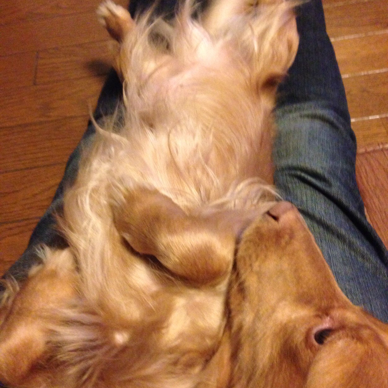 c8356c4fd73tqz's profile picture. 東京 焼き鳥焼いてます。 犬 波乗り 釣り ibaragi kasima周辺
海好きの方勝手にフォローしますので宜しくです！