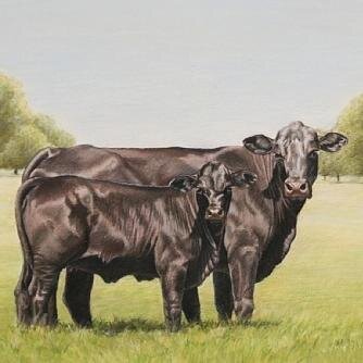 BrangusBreeder's profile picture. Coming soon... http://t.co/YcrfGfezSu!