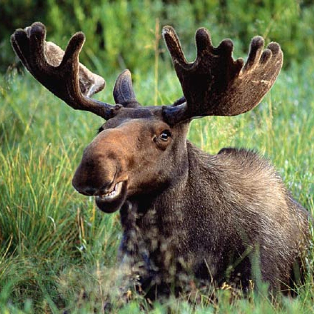 marvin moose
