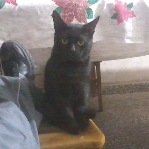 HernanTintin365's profile picture. Catolico,apostolico,decano...